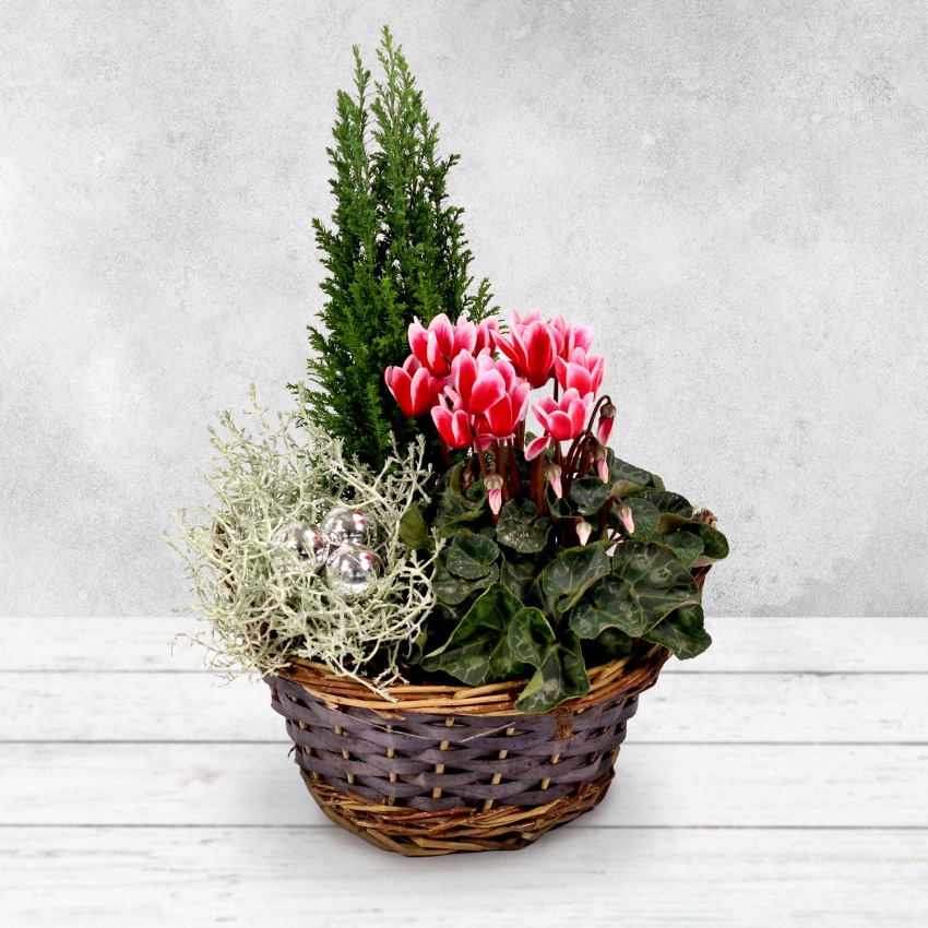 Festive Flowering Planter