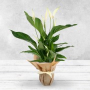 Gift Wrapped Peace Lily