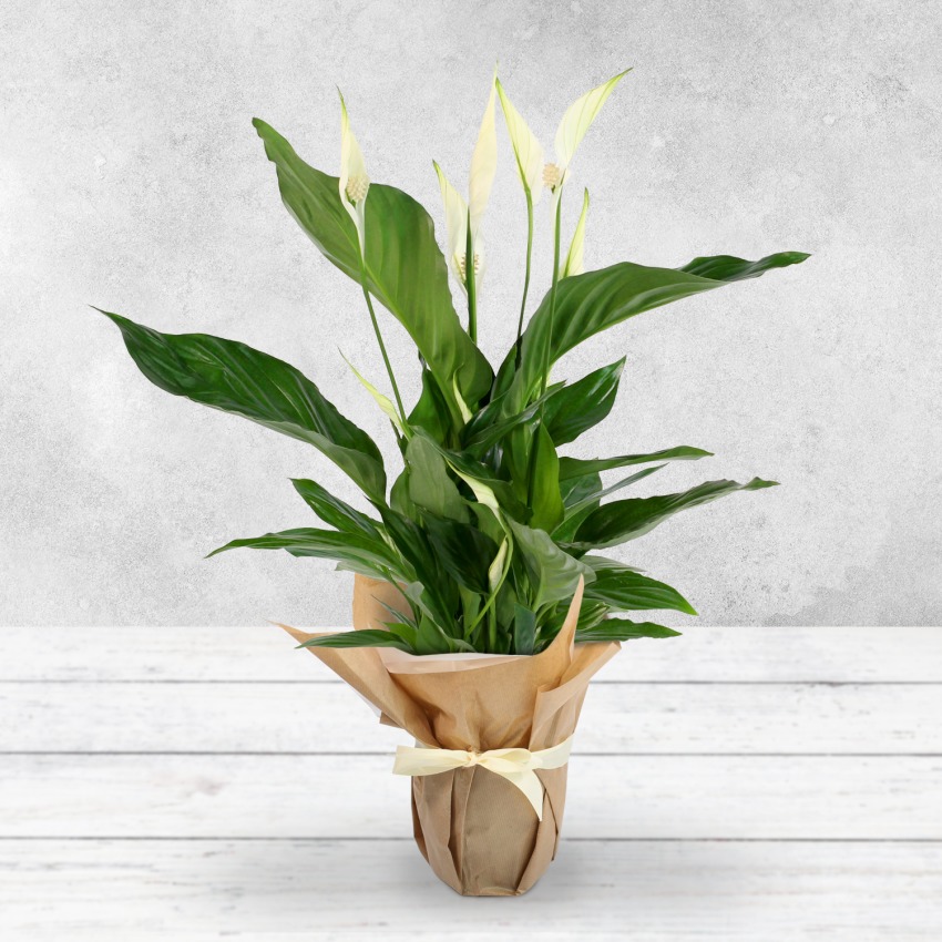 Gift Wrapped Peace Lily