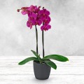 Phalaenopsis Orchid Gift