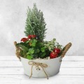 Festive Flowering Planter