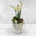 Orchid Arrangement in Ceramic