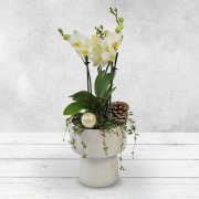 Orchid Arrangement in Ceramic